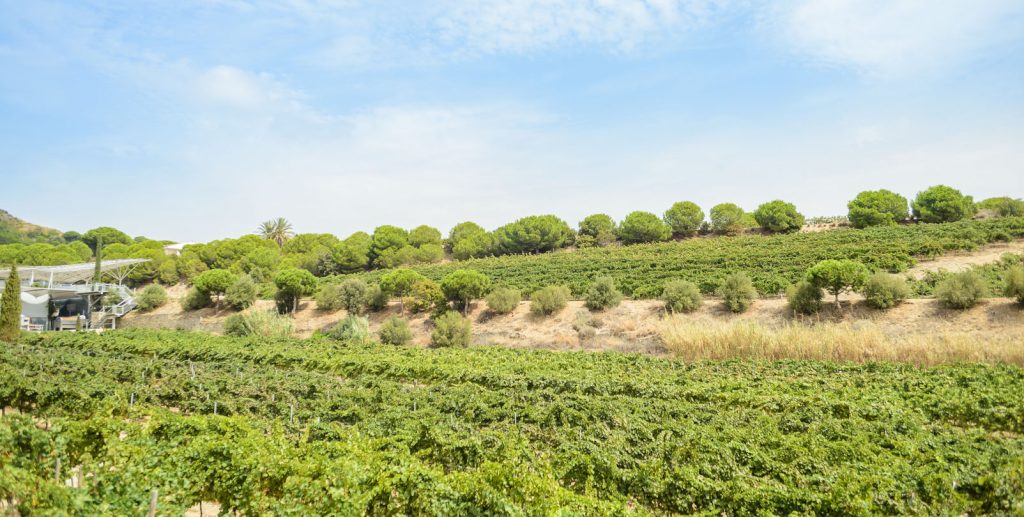 Alella Vineyards