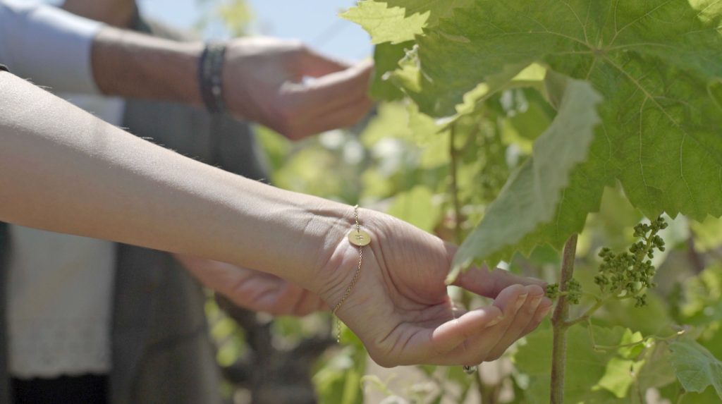 Alella's Vineyards