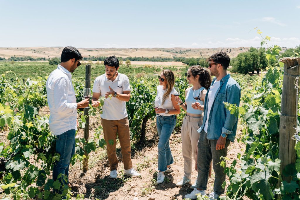 Toledos's Vineyards