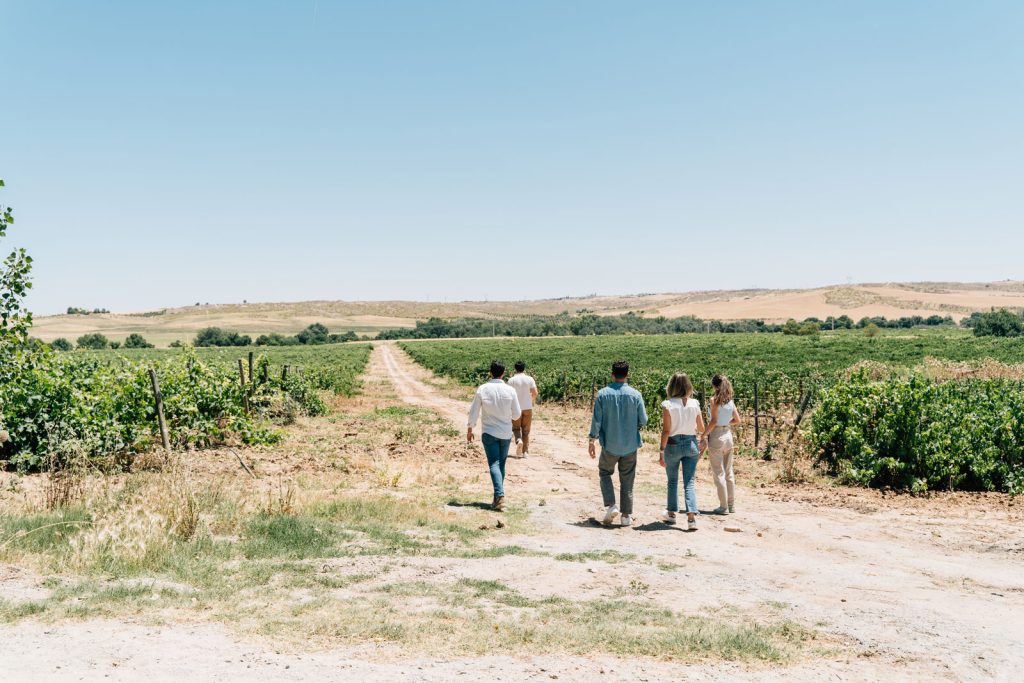 Toledos's Vineyards
