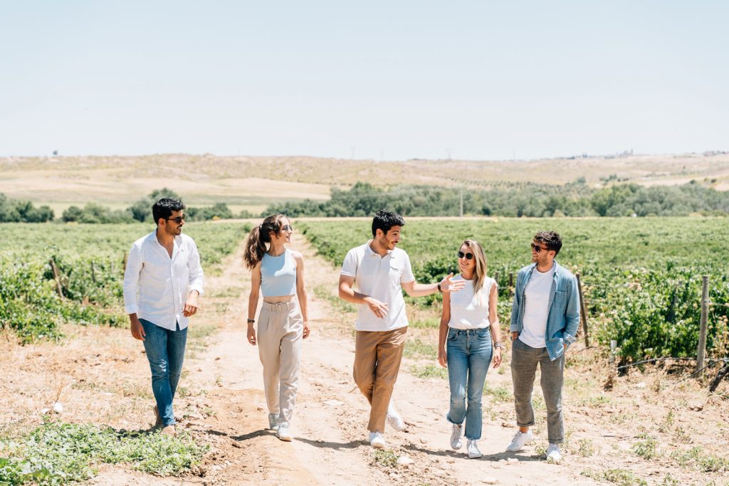 Toledos's Vineyards