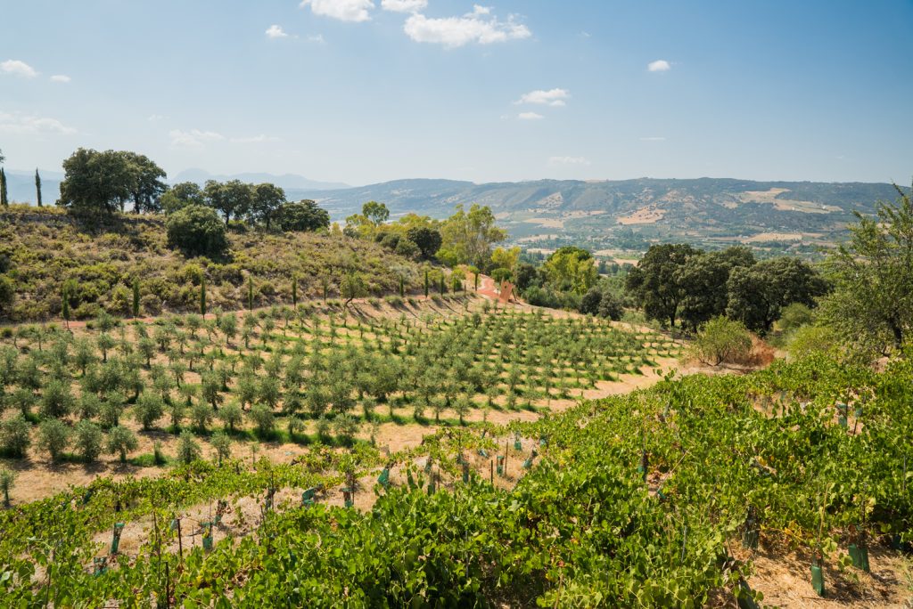 Ronda Winery & Oil