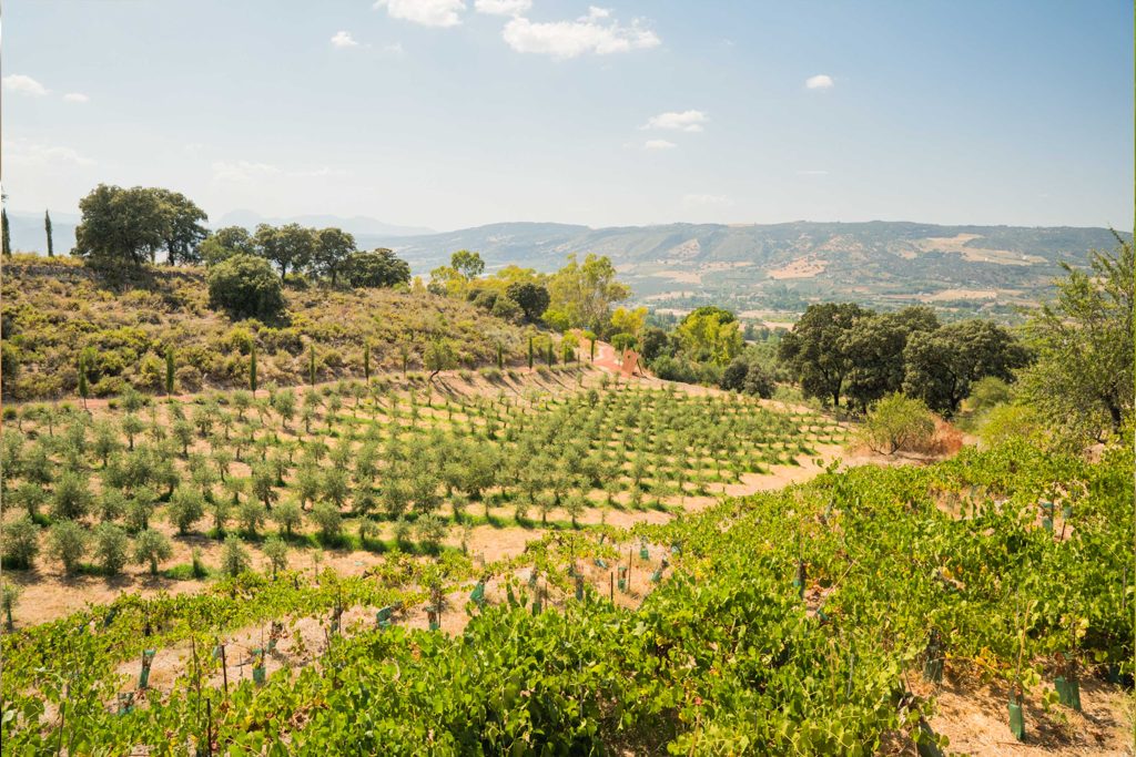 Ronda Winery & Oil